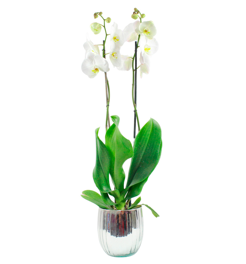 Orquídea Blanca Doble en Base Plata