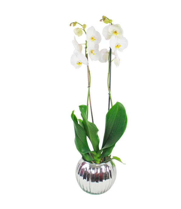 Orquídea Blanca Doble en Base Plata Luminosa