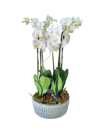 Moderna Orquidea Natural de Lujo