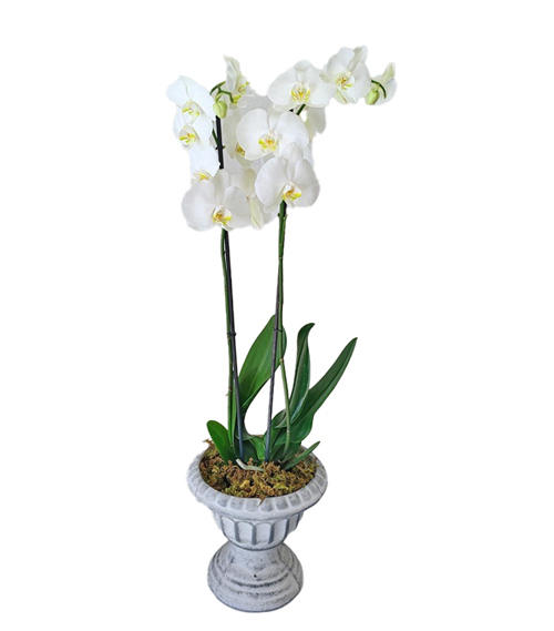 Orquídea Blanca que Ilumina Cualquier Espacio