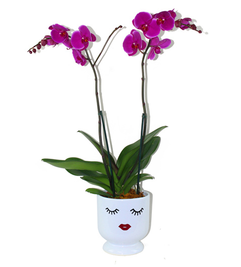 Orquídea Phalaenopsis Morada Doble en Base de Cerámica