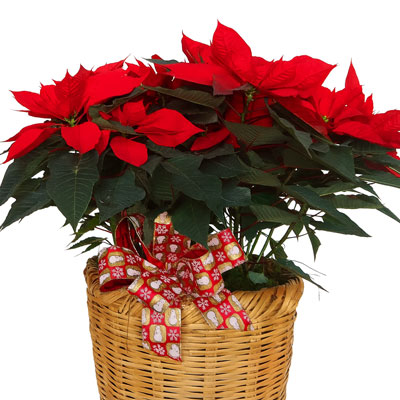 Canasta con noche buenas