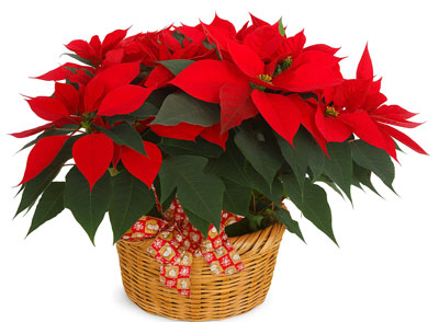 Canasta con noche buenas